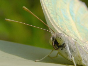 oyster-butterfly-1379270