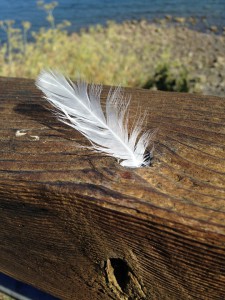 white-feather-834583_960_720